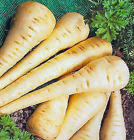 Parsnip Raw