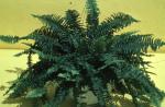Boston fern