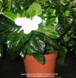 Gardenia jasmenoides, click to enlarge