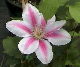 Picture of Bees Jubilee