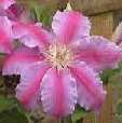 Clematis 'Carnaby' - click to enlarge
