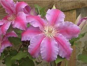 Picture of Clematis 'Carnaby'