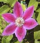 Clematis 'Dr Ruppel' - click to enlarge