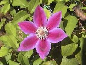 Picture of Clematis 'Dr Ruppel'