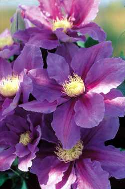 Picture of Clematis 'Mrs James Mason'