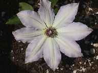 Picture of Clematis 'Perle d'Azur'