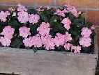window box with impatiens new guinea