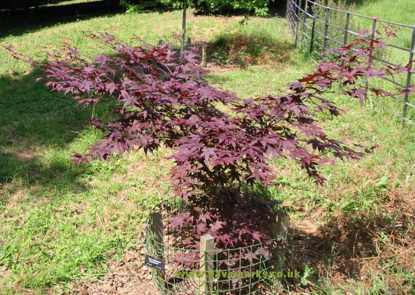 japanese maple bloodgood tree. Picture of Japanese Maple acer