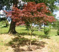 Acer palmatum Heptalobum Rubrum. Click picture to enlarge.