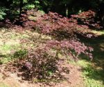 Acer palmatum Inazuma. Click picture to enlarge.