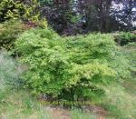 Acer palmatum Nishiki Gawa. Click picture to enlarge.