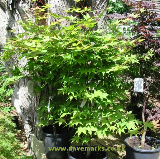 dwarf japanese maple tree pictures. This Japanese Maple makes