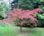 Acer palmatum "Sherwood Flame"
