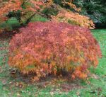 Acer palmatum dissectum