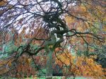 Under the canopy of a acer palmatum dissectum