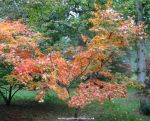 Acer palmatum "Iijima Sunago"