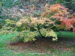 Acer palmatum Ki Hachijo