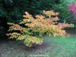 Acer palmatum "Mizu kiguri"