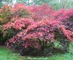 Acer palmatum Nicholsonii