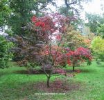 Acer palmatum "Rubrum"