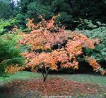 Acer palmatum "Semi No Hane"