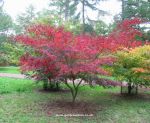 Acer palmatum Sumi Nagashi