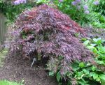 Japanese Maple acer palmatum inaba shidare. Click to enlarge