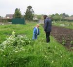 An overgrown allotment. Click picture to enlarge.