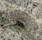 Grass roots through the soil. Click to enlarge picture.