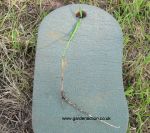 Single strand of couch grass