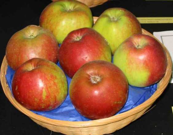 Bismark apple