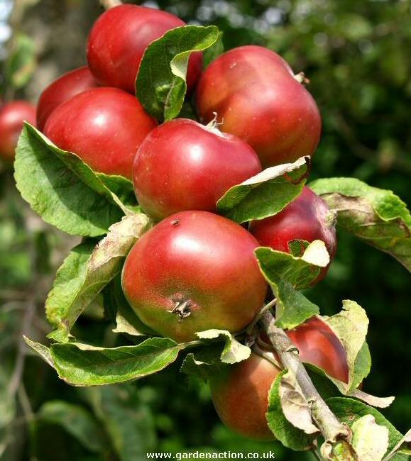 Picture of apple variety Devonshire Quarrenden