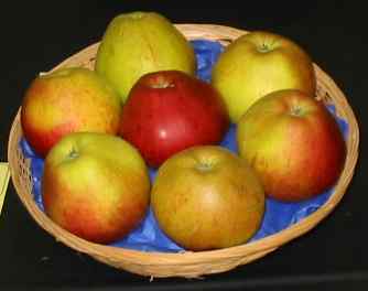 Picture of apple variety Fiesta