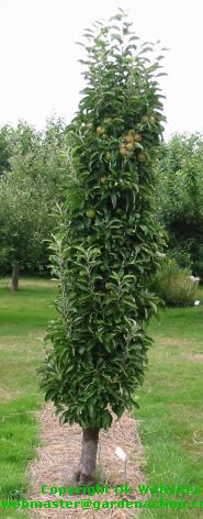Polka espalier apple tree.