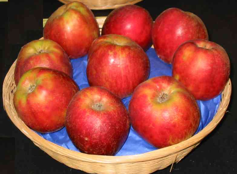 Red Gravenstein apple