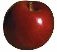 Picture of apple variety Idared