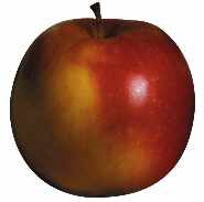 Picture of apple variety Jupiter