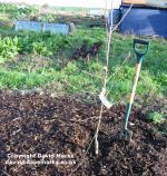 1 year od unpruned apple tree