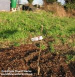 Pruned 1 year old apple tree