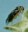 Apple Sawfly - picture courtesy Ontario Ministry of Agriculture and Food