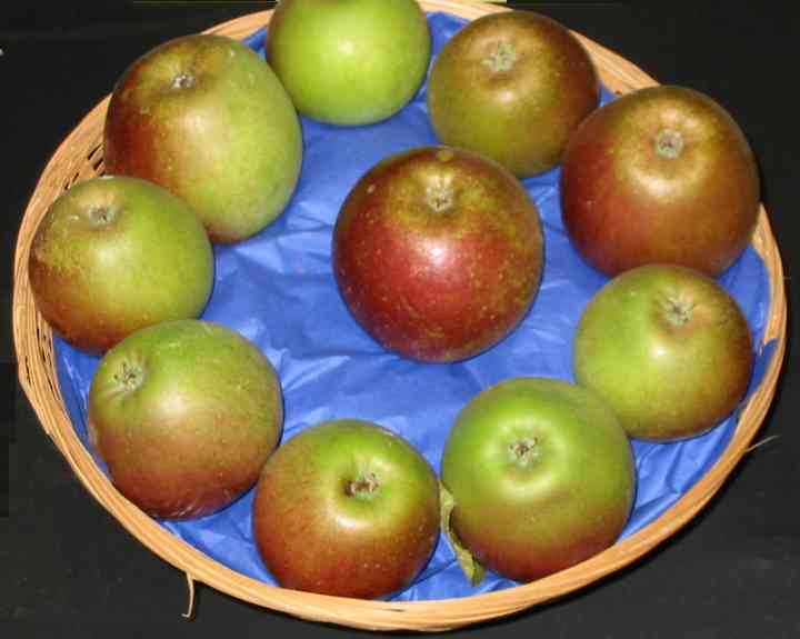 Tydemans Late Orange apple