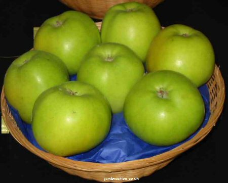 Warner's King English cooking apple