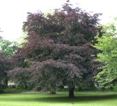 Fagus sylvatica or Purple Beech