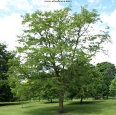 Tree number 27 on the trail is the False Acacia tree