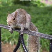Tame squirrels in Nottingham Park