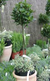 Standard Bay Laurel tree - click to enlarge. Copyright David Marks.