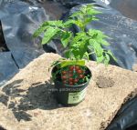 Tomato plant in a pot. Click picture to enlarge.