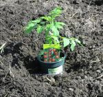 Tomato plant in the ground. Click to enlarge.
