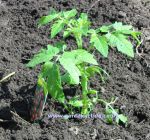 Tomato plant. Click to enlarge.