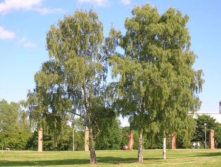 Betula pendula